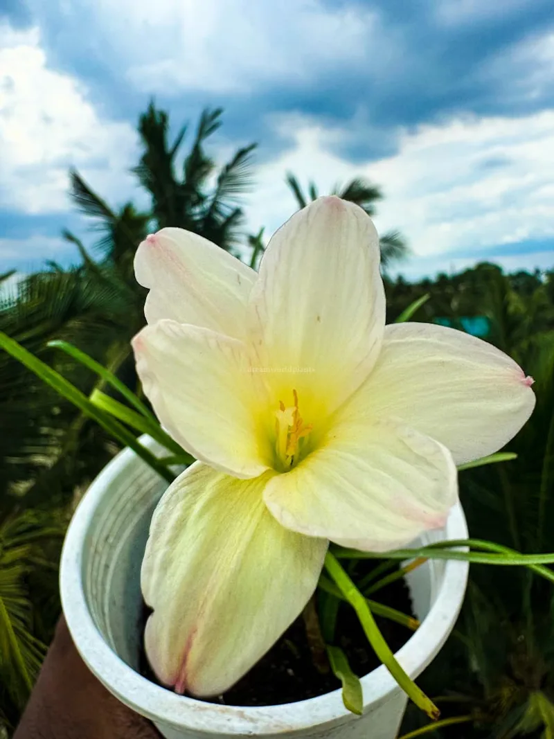 Rain Lily Zowie Star Dust β photo 3