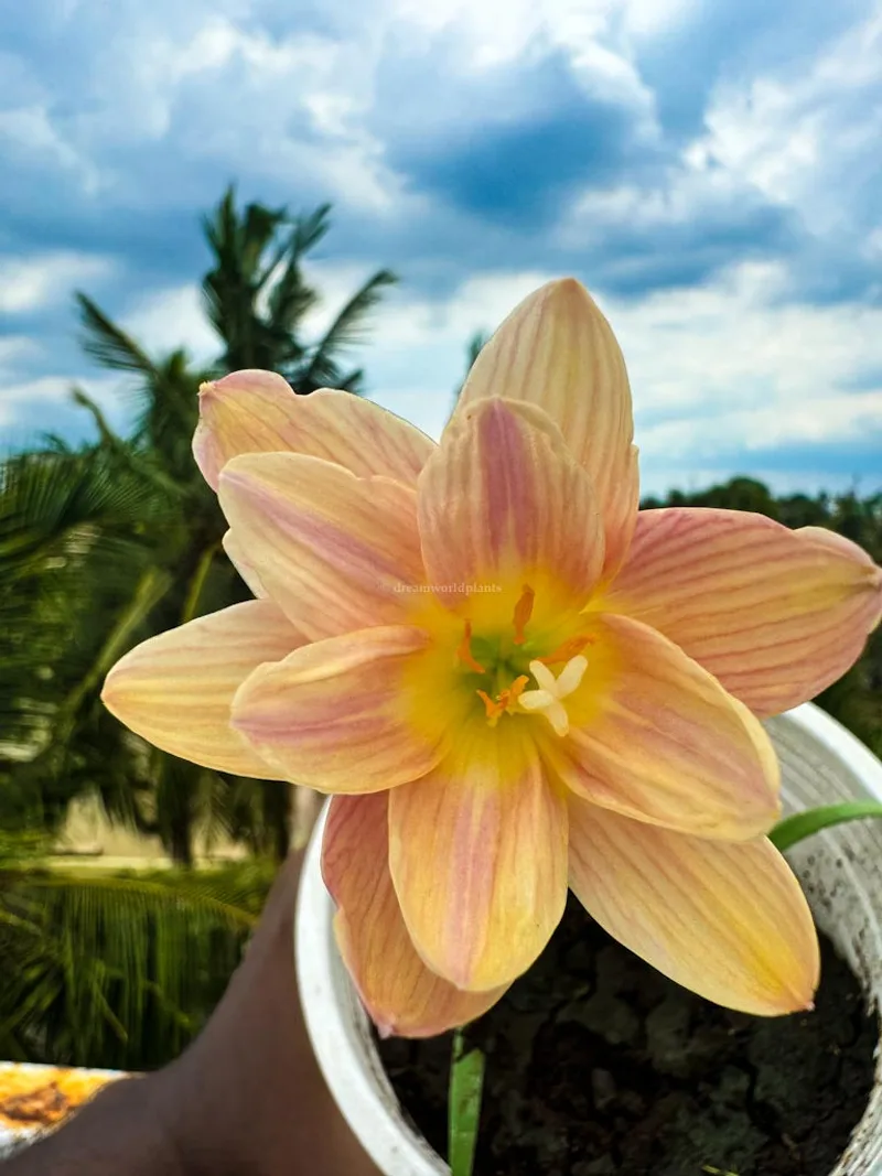 Rain Lily Langdao