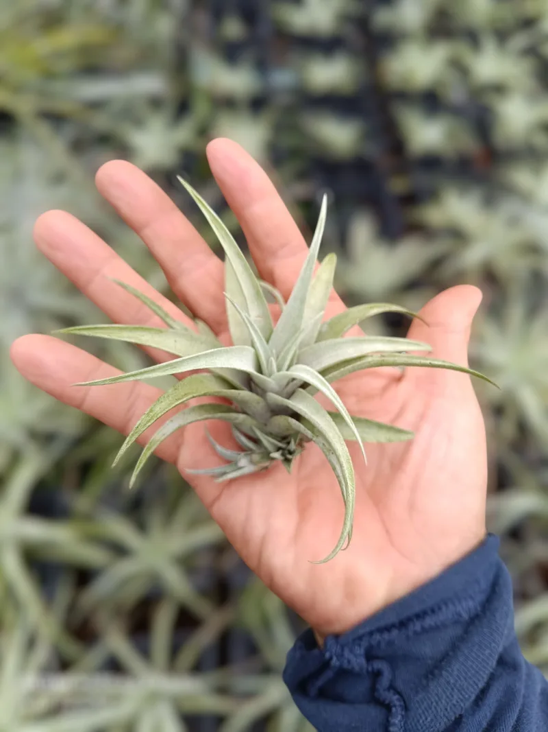 Air Plant Capitata Silver Rose β photo 2