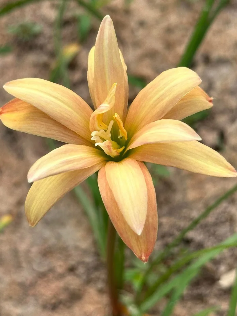 Rain Lily Taranaki β photo 2