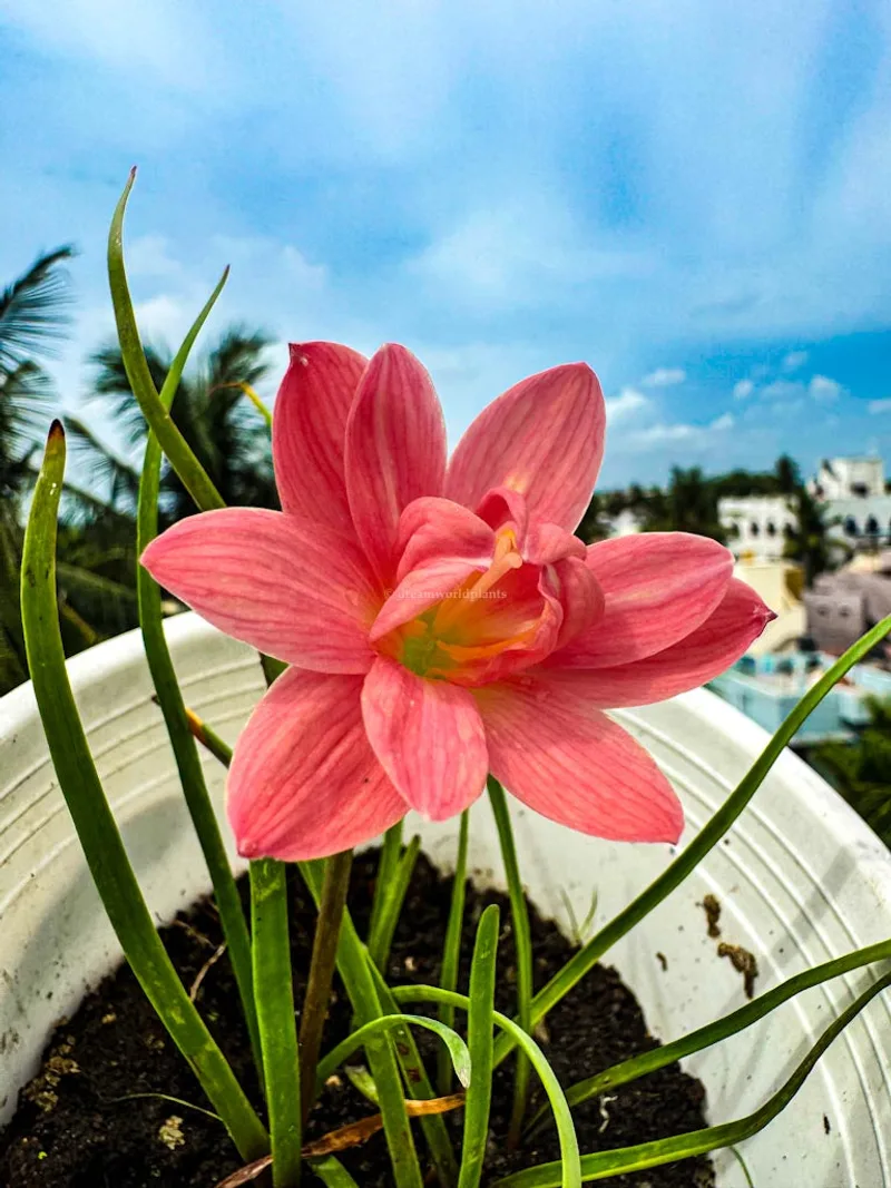 Rain Lily Jintara