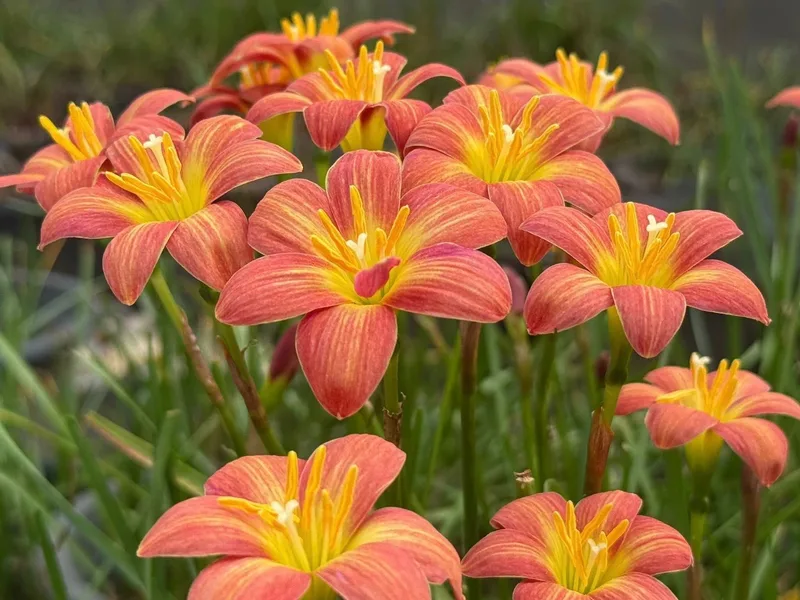 Rain Lily Crimson Sunset plant — photo 2