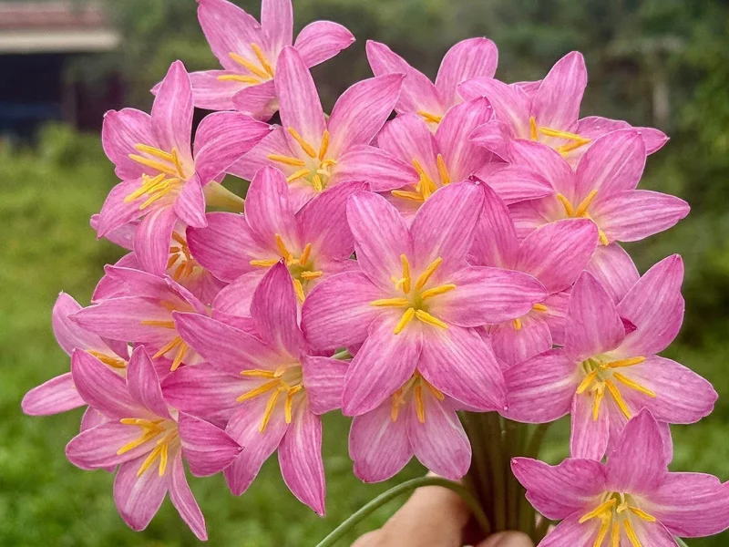 Rain Lily Pretty Papillon β photo 2