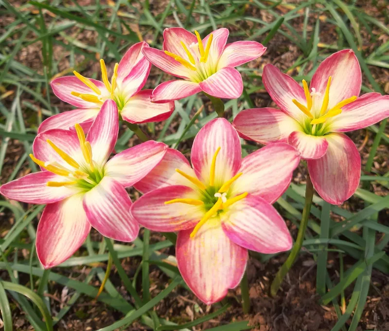 Rain Lily Phanarai, pannarai β photo 3