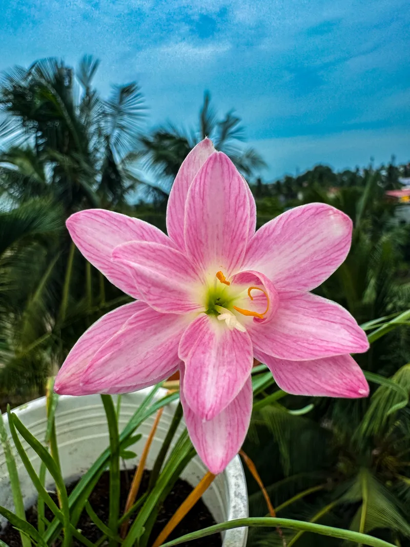Rain Lily Parona β photo 1