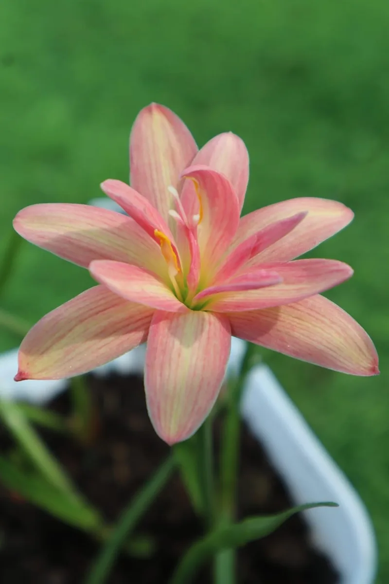 Rain Lily Beauty Mystic β photo 2