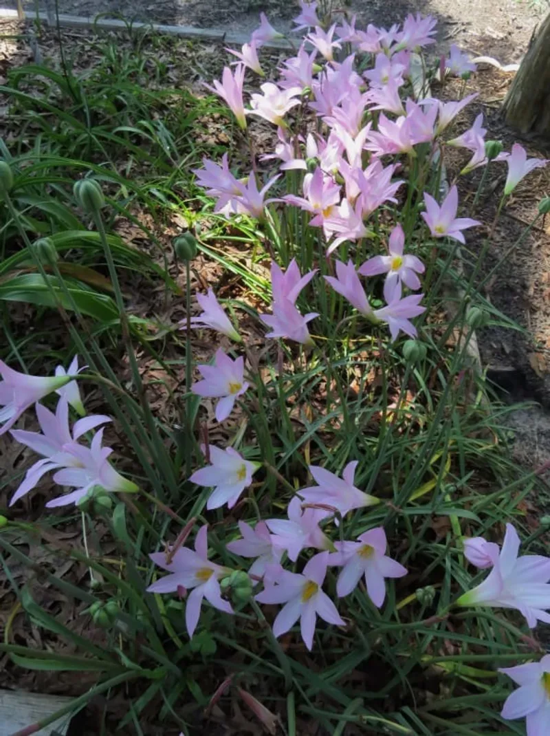 Rain Lily Habranthus Robustus Russell