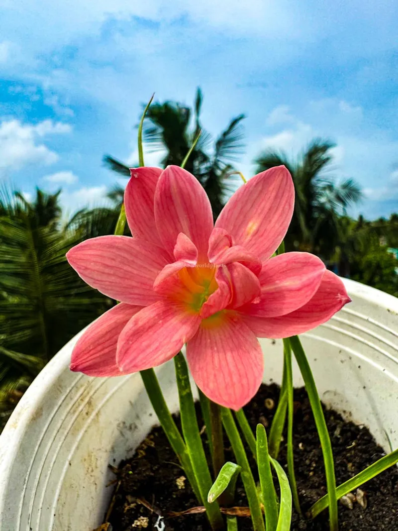 Onam Pookalam Rain Lily Collection β photo 1