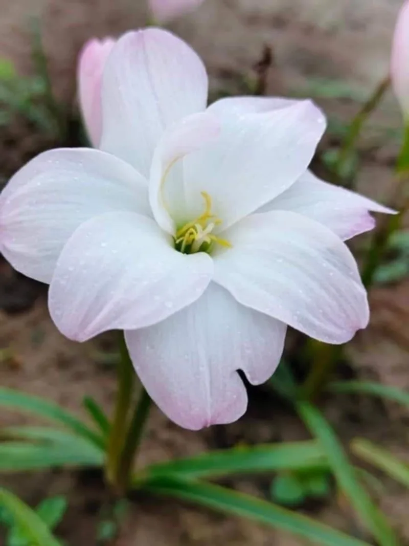 Rain Lily Yuki plant — photo 3