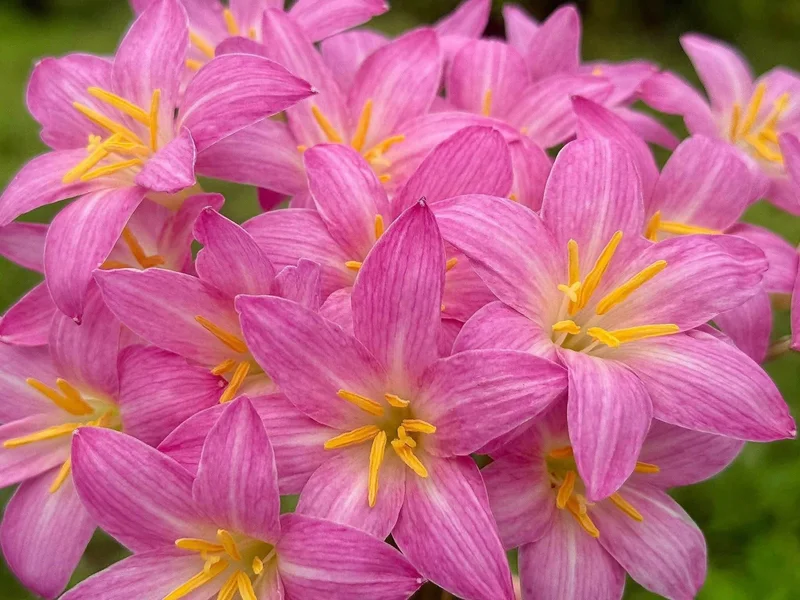 Rain Lily Pretty Papillon β photo 1