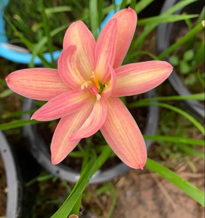 Rain Lily Beauty Mystic β photo 1
