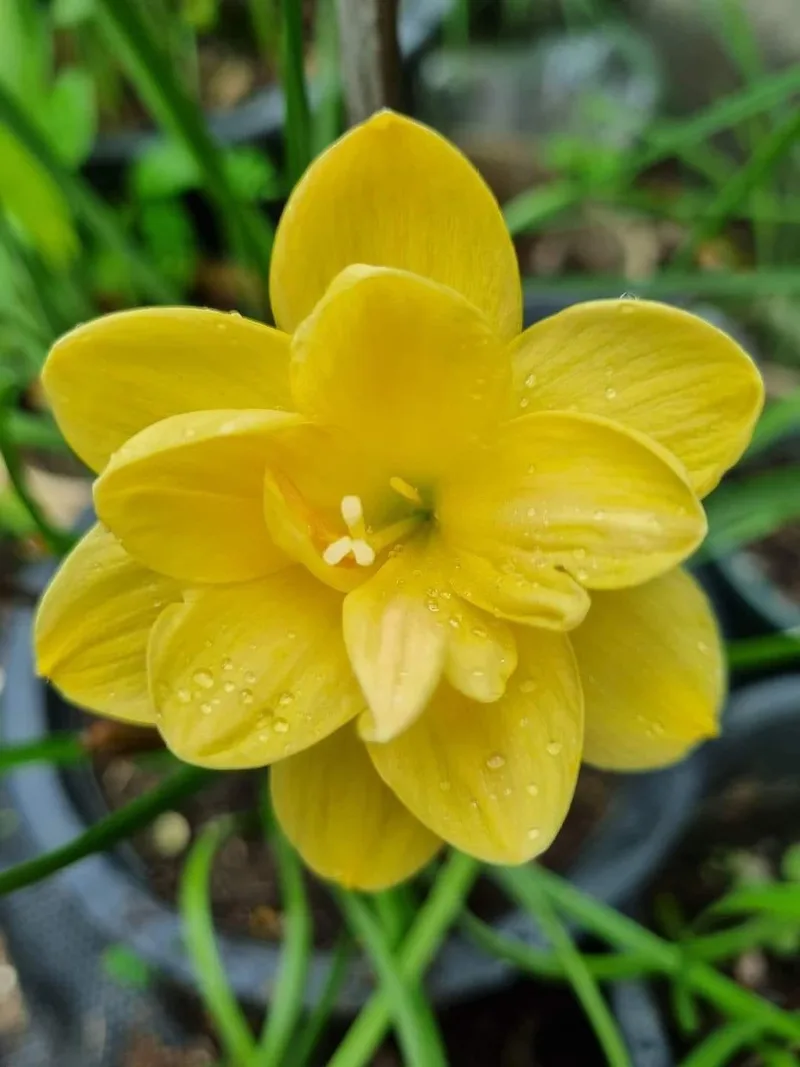 Rain Lily Golden Compass plant — photo 1
