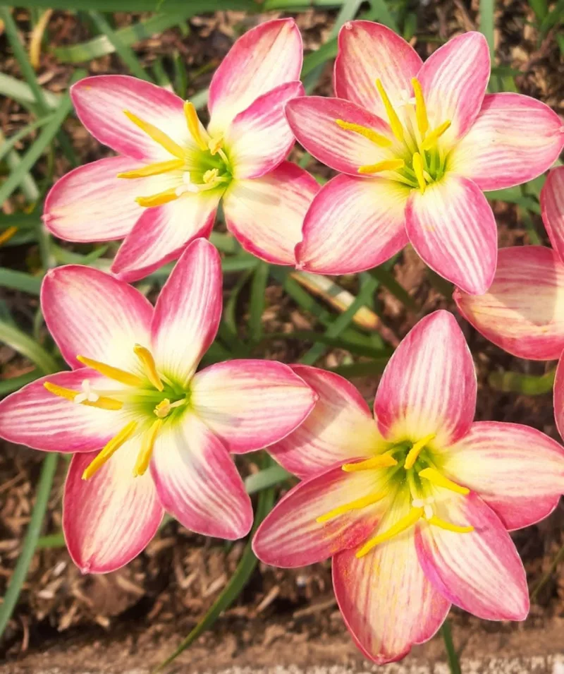 Rain Lily Phanarai, pannarai β photo 1