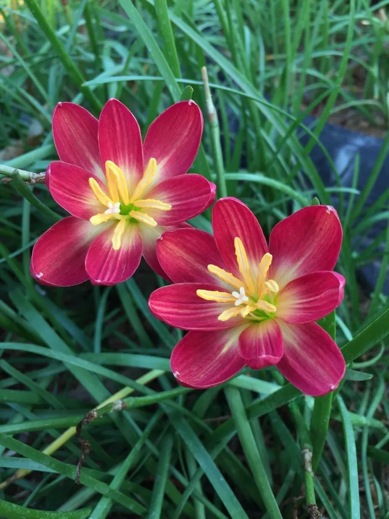 Rain Lily Red Master β photo 2