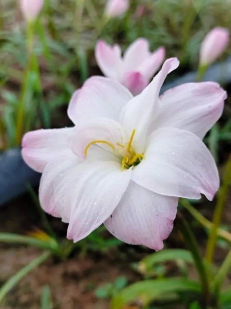 Rain Lily Yuki plant — photo 2