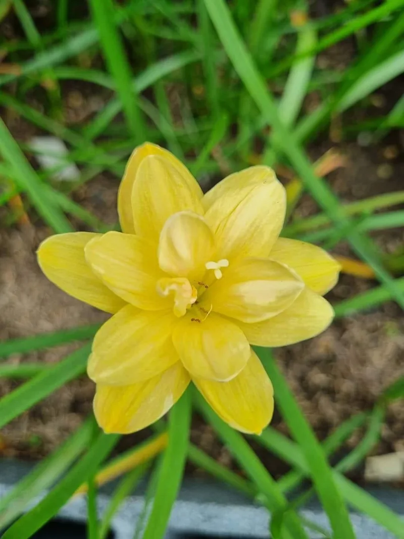 Rain Lily Golden Compass plant — photo 2