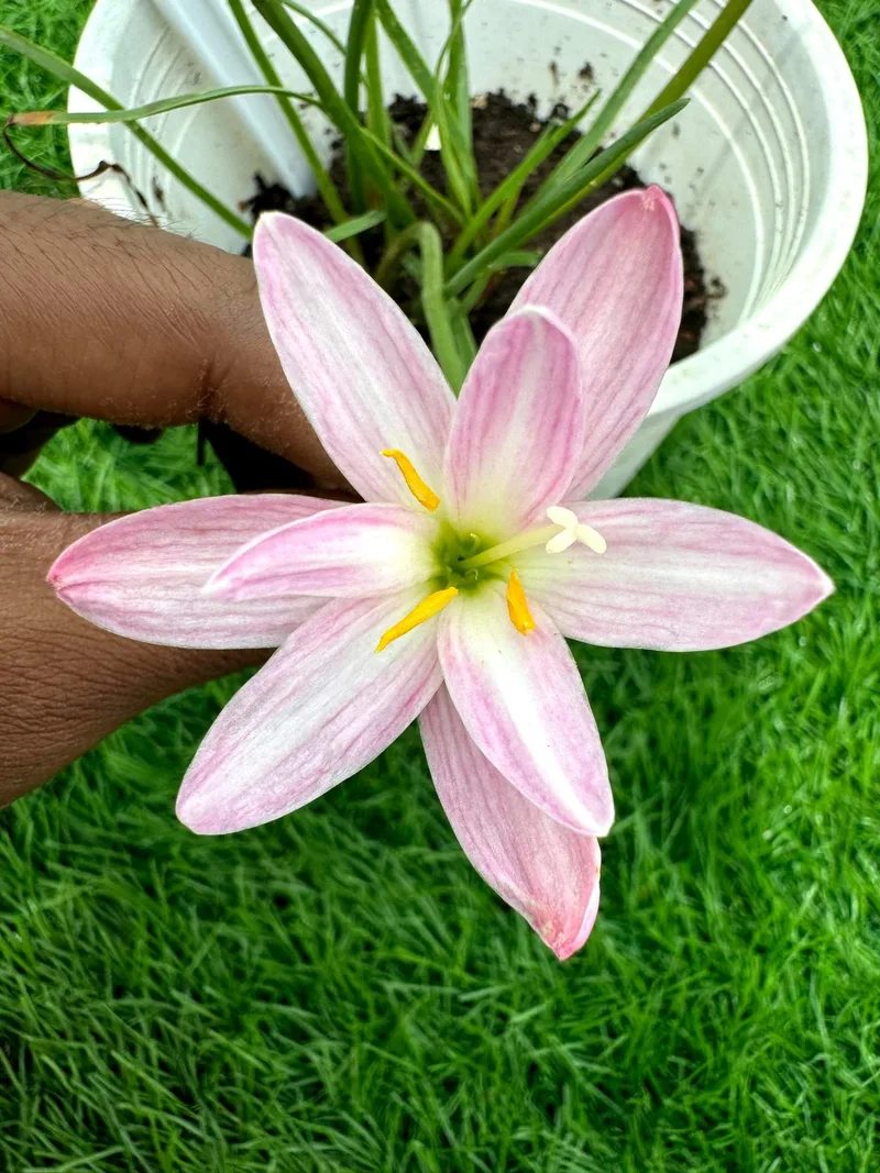 Rain Lily Vacation Time
