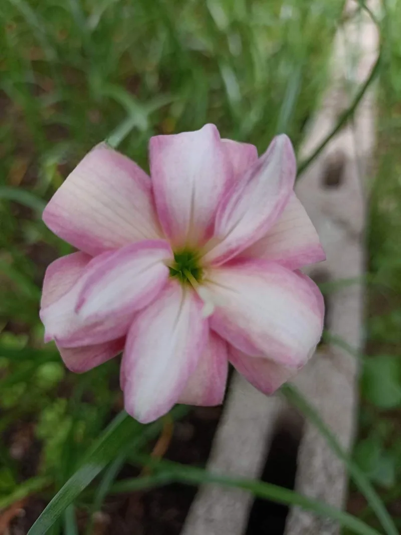 Rain Lily Lilawadee plant — photo 3