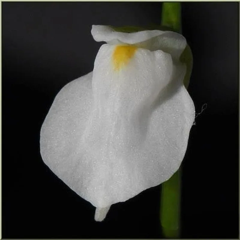Utricularia Calycifida White Flower