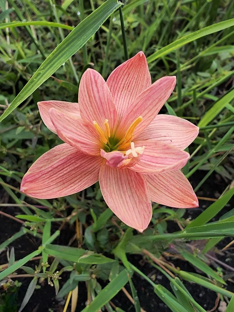Rain Lily Eternal Love
