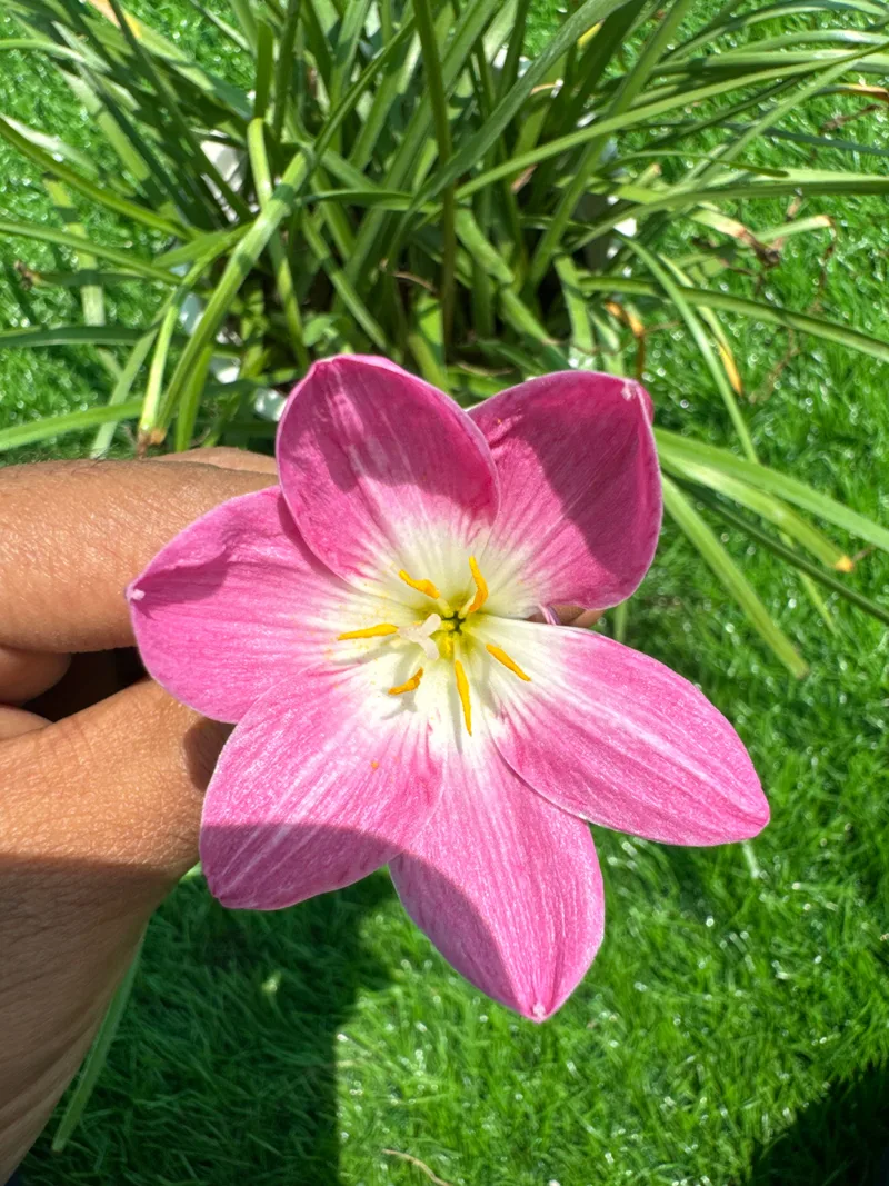 Rain Lily Pink Nadia β photo 3