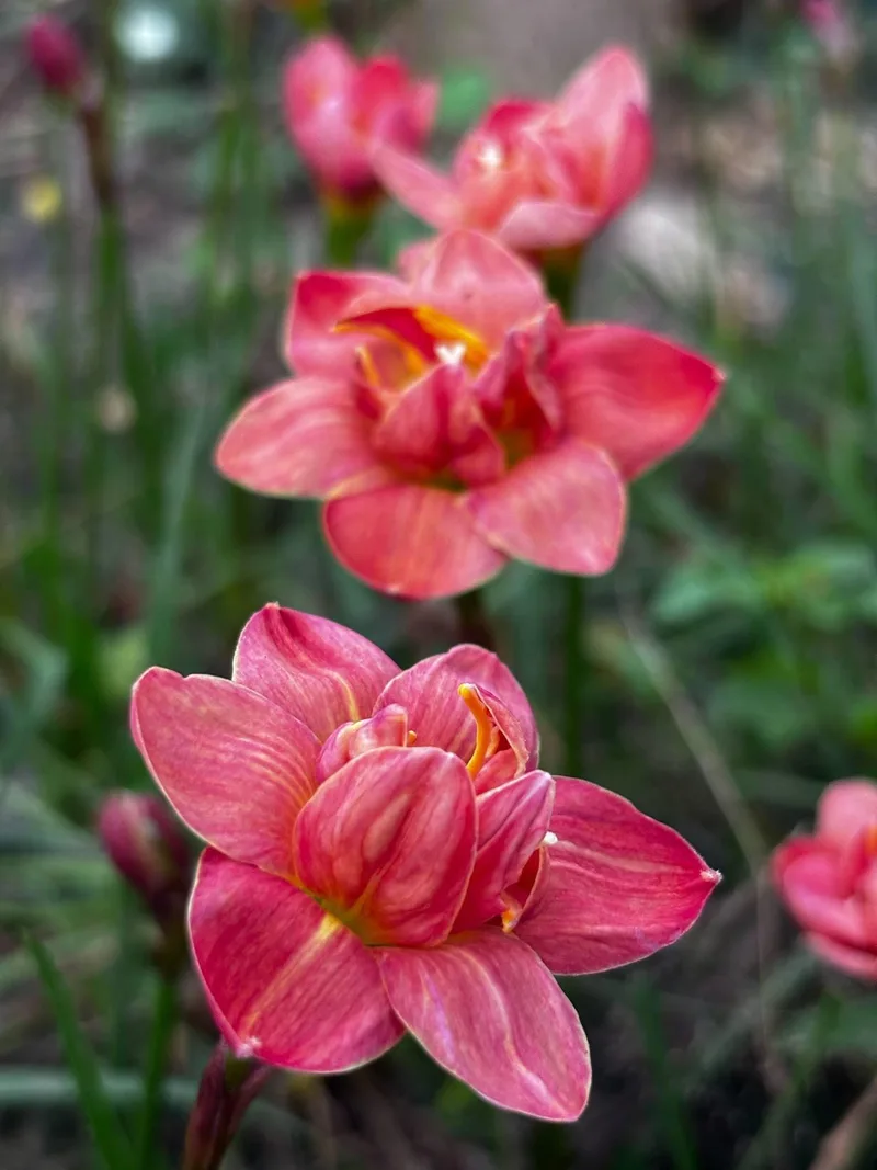Rain Lily Madame Butterfly plant — photo 1