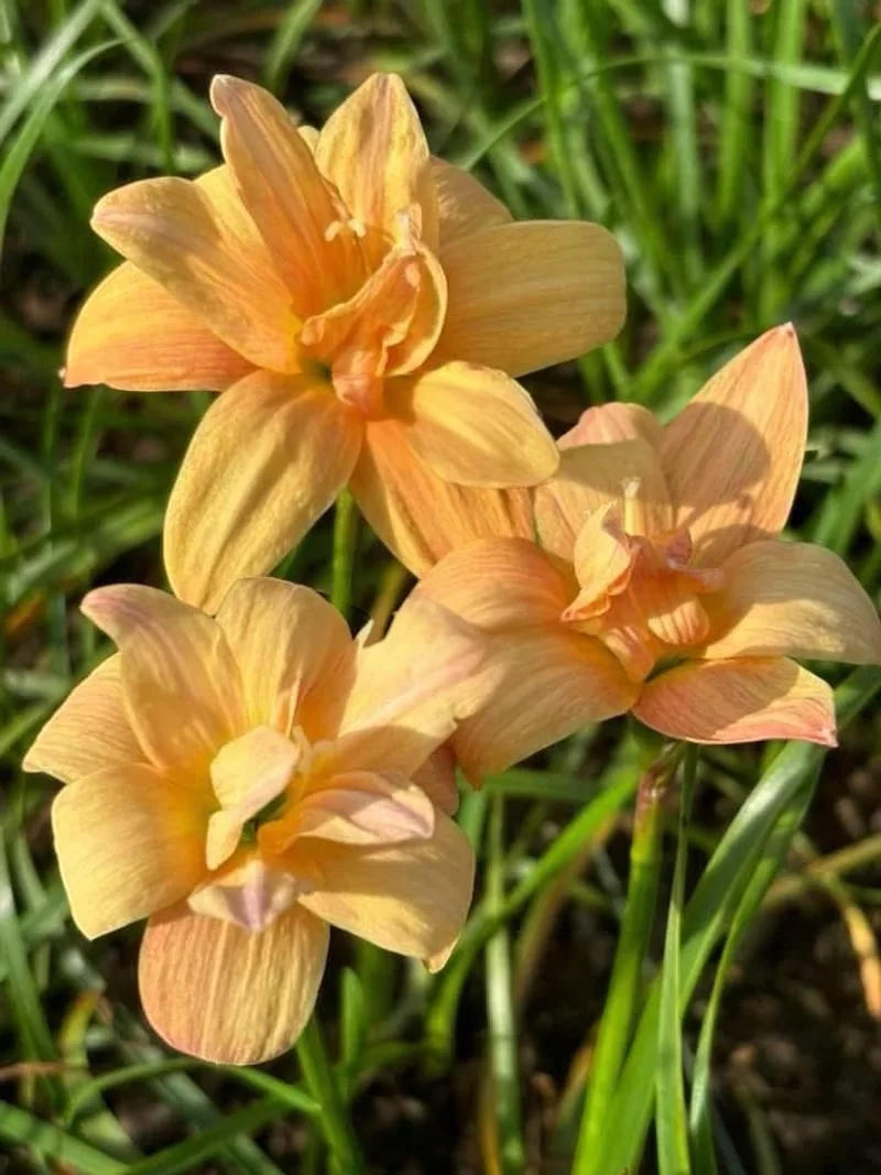 Rain Lily Paradee plant — photo 1