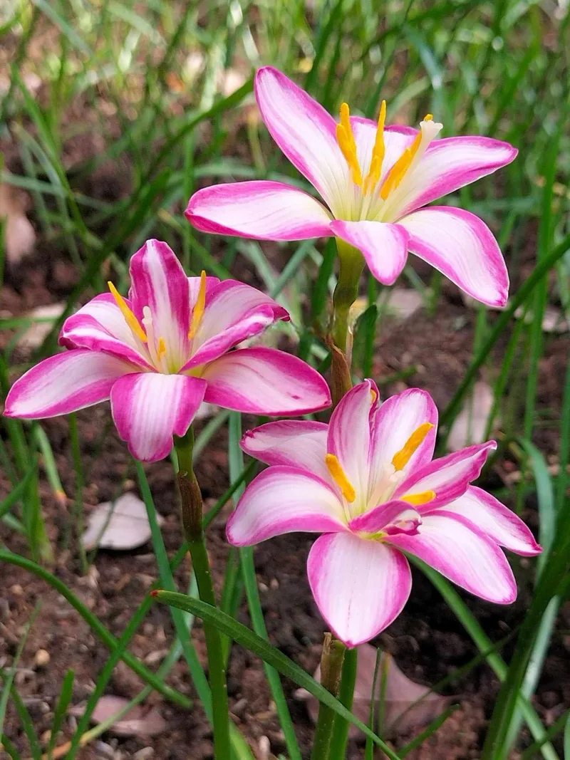 Rain Lily My Picotee β photo 2