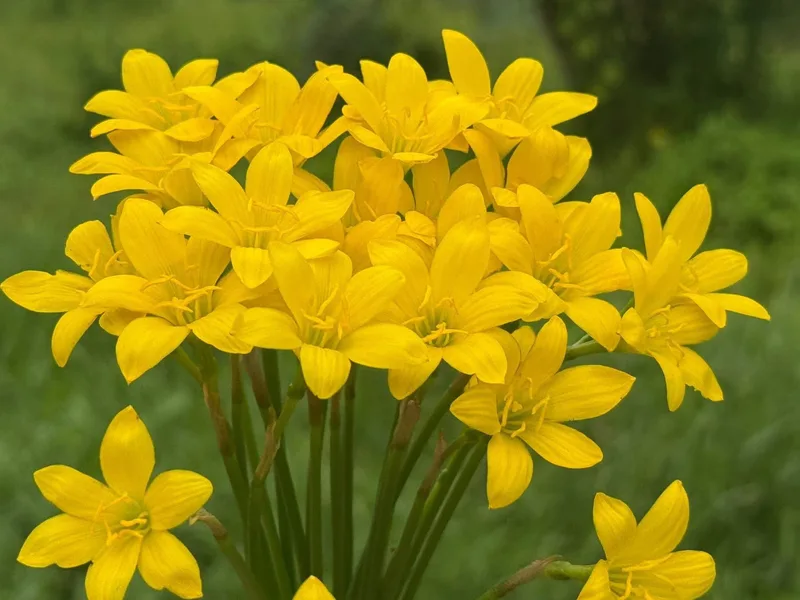 Rain Lily Citrina β photo 3
