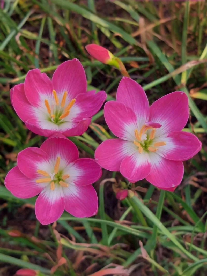 Rain Lily Pink Nadia β photo 1
