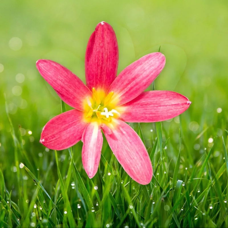 Rain Lily Apple Sunday β photo 1