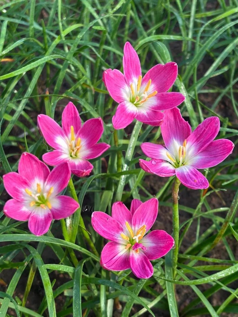 Rain Lily Pink Nadia β photo 2