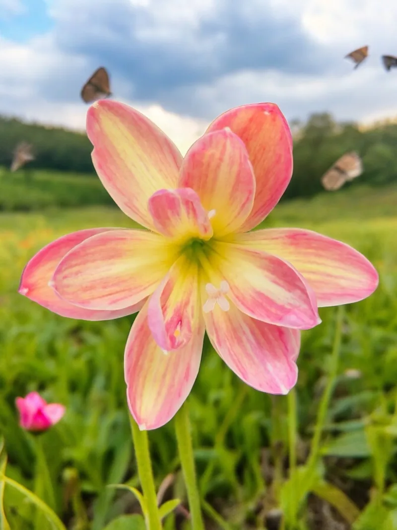 Rain Lily Kanmanee β photo 1