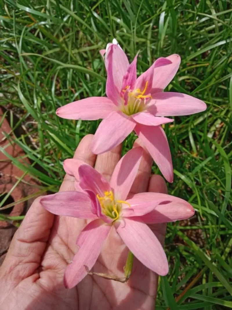 Rain Lily Lady Pink β photo 1