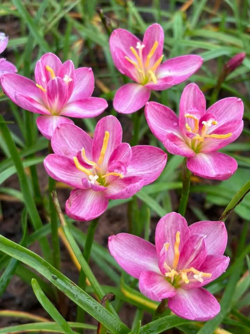 Rain Lily Pink Pearl β photo 1