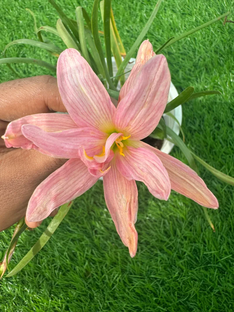 Rain Lily Sea Bunny