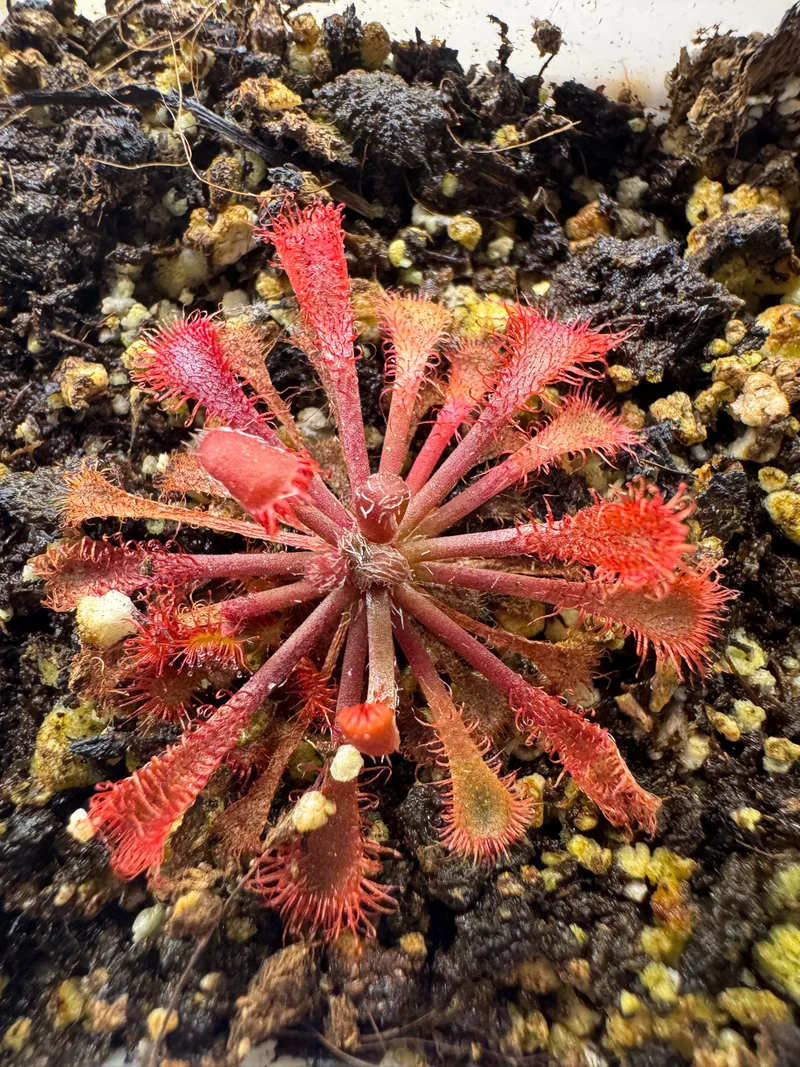 Drosera Spatulata x Ultramafica β photo 1