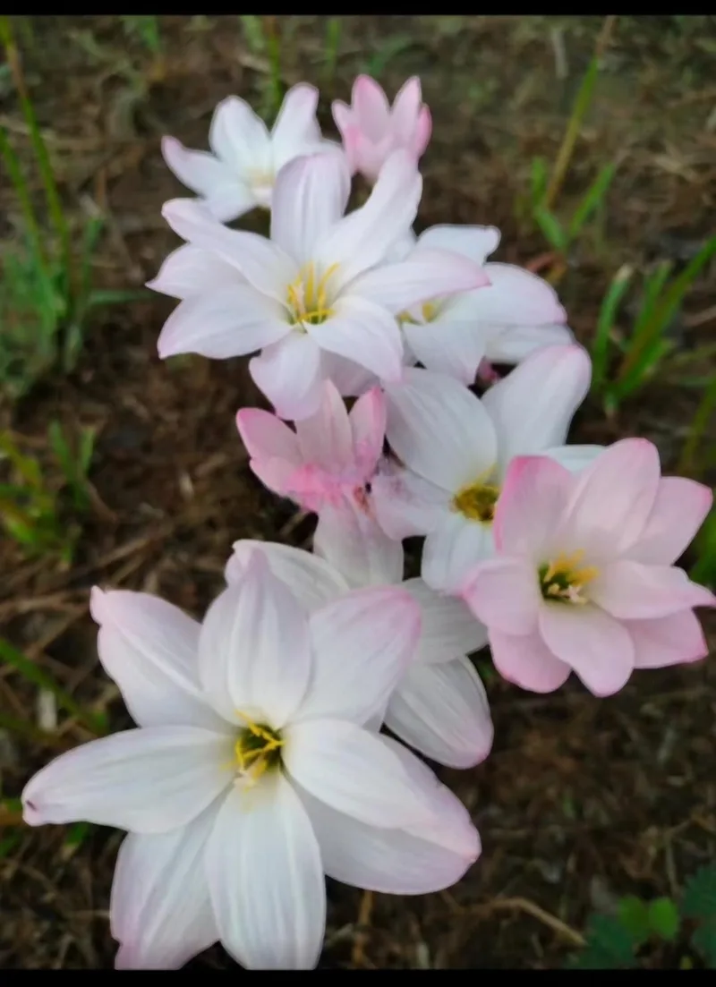 Rain Lily Yuki plant — photo 1