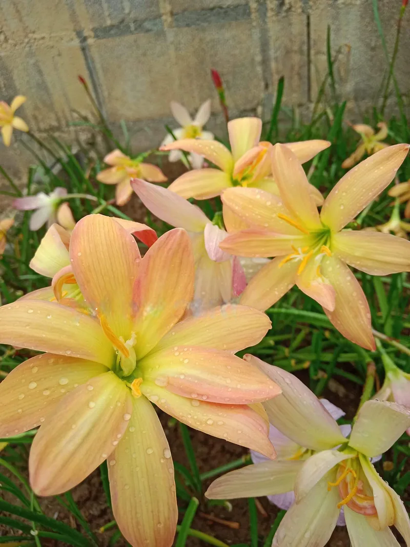 Rain Lily Yellow Card β photo 2
