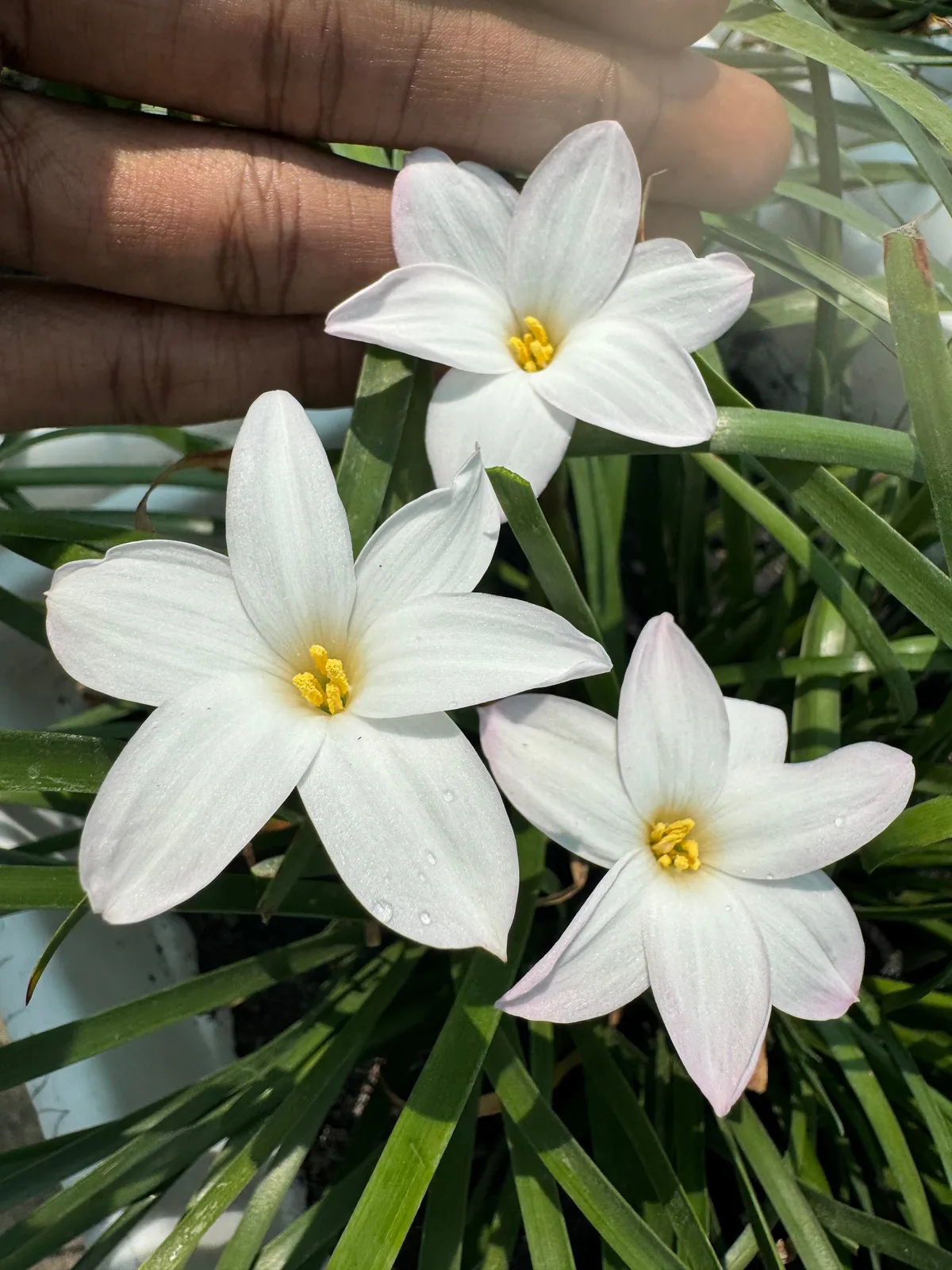 Rain Lily Summer Ice