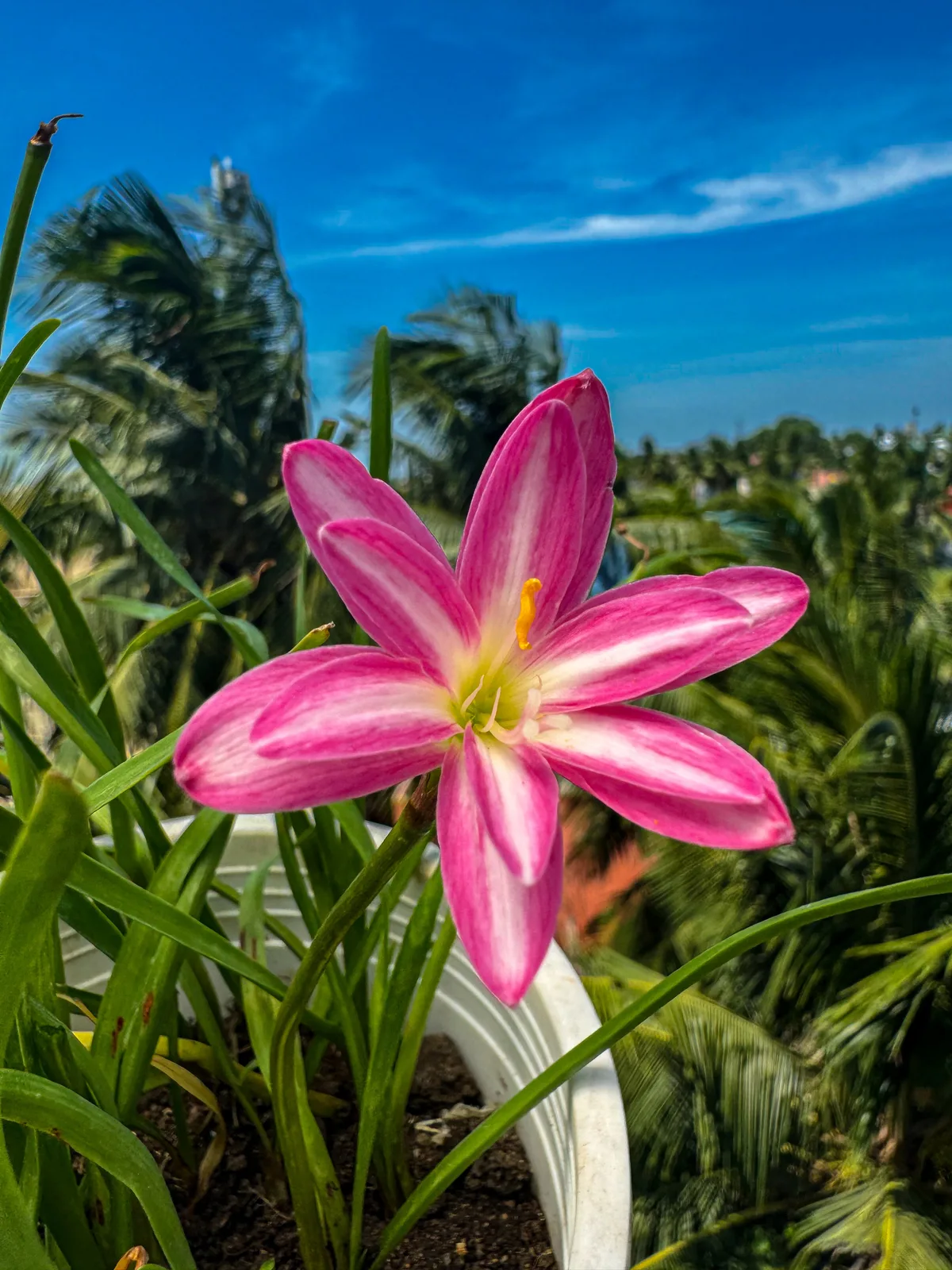 Rain Lily RP Pink Butterfly