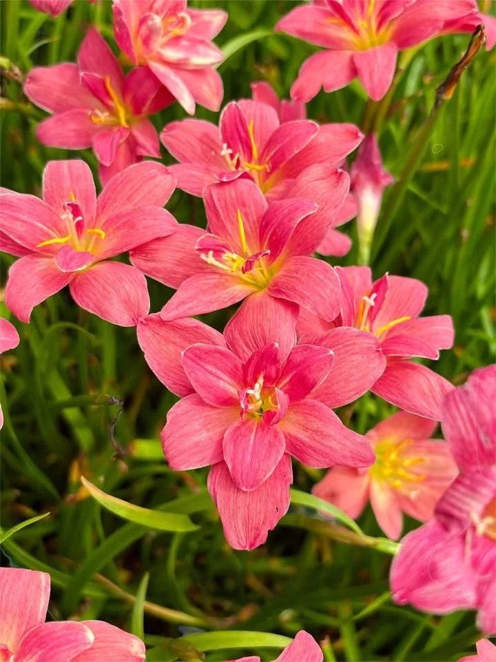 Rain Lily Red Pyramid