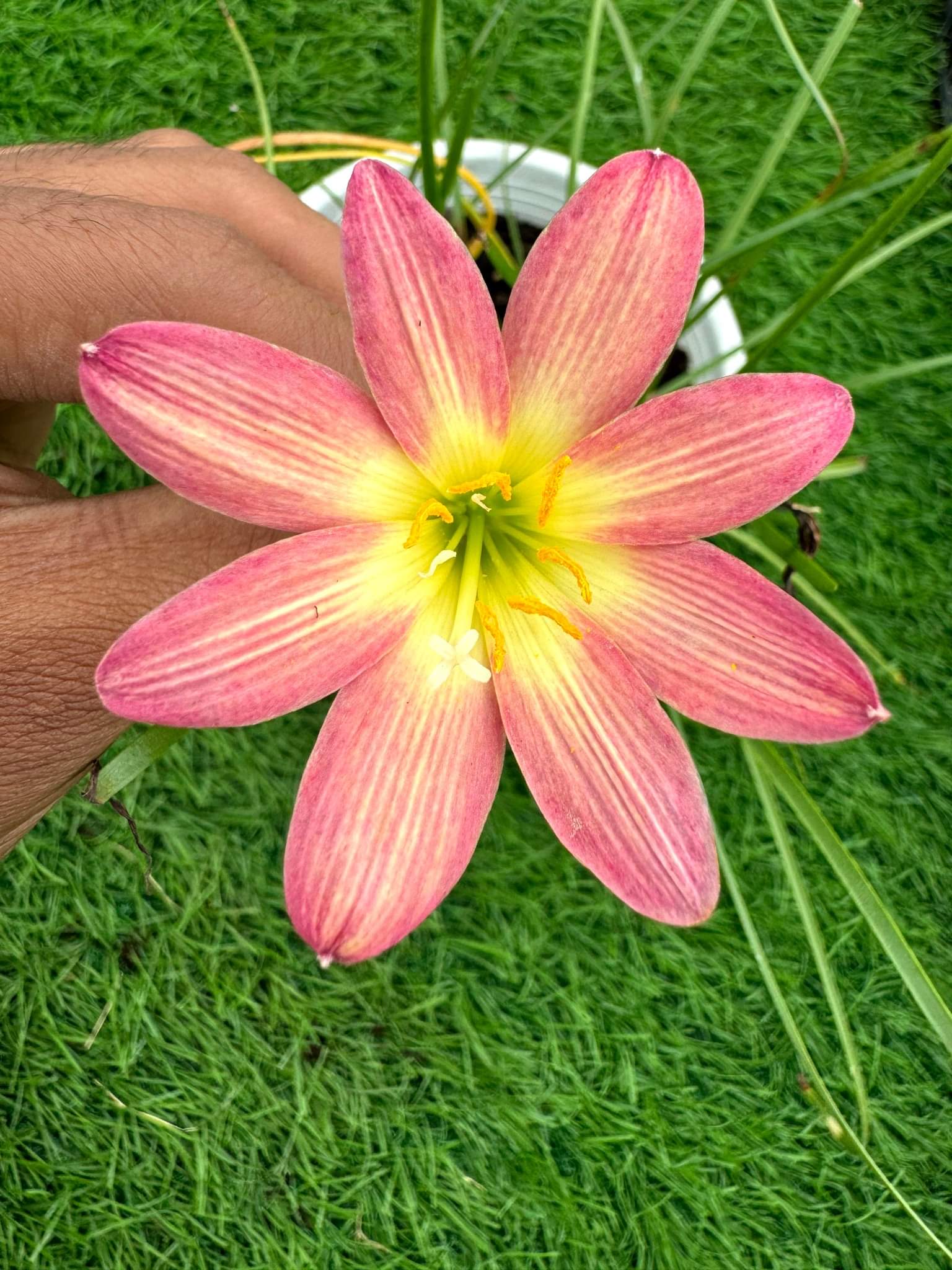 Rain Lily Star burst