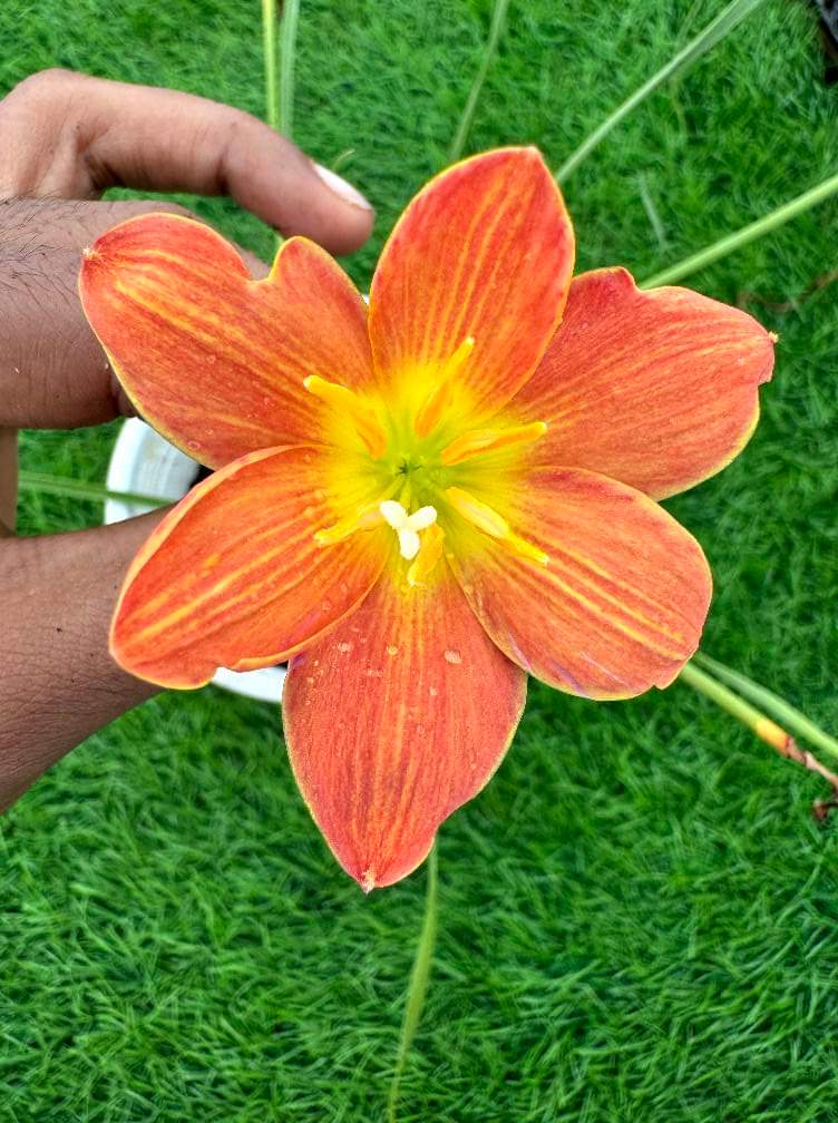 Rain Lily Java