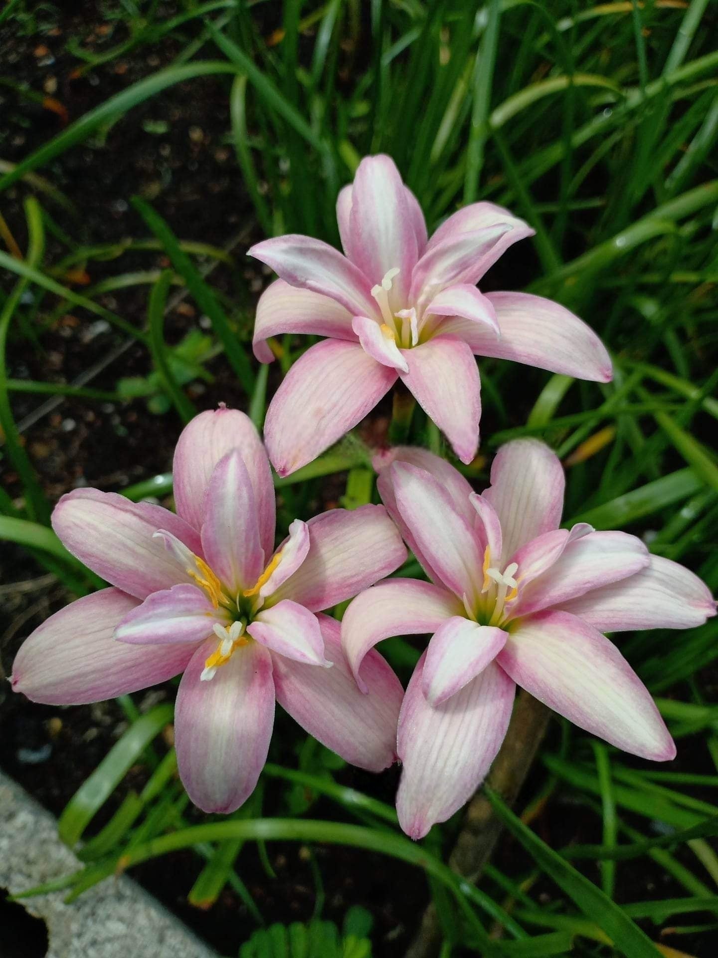 Rain Lily Lilawadee
