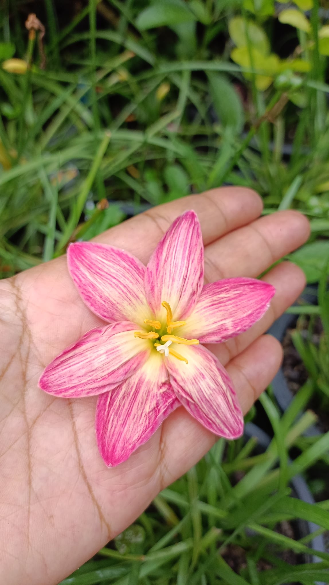 Rain Lily Wagyu