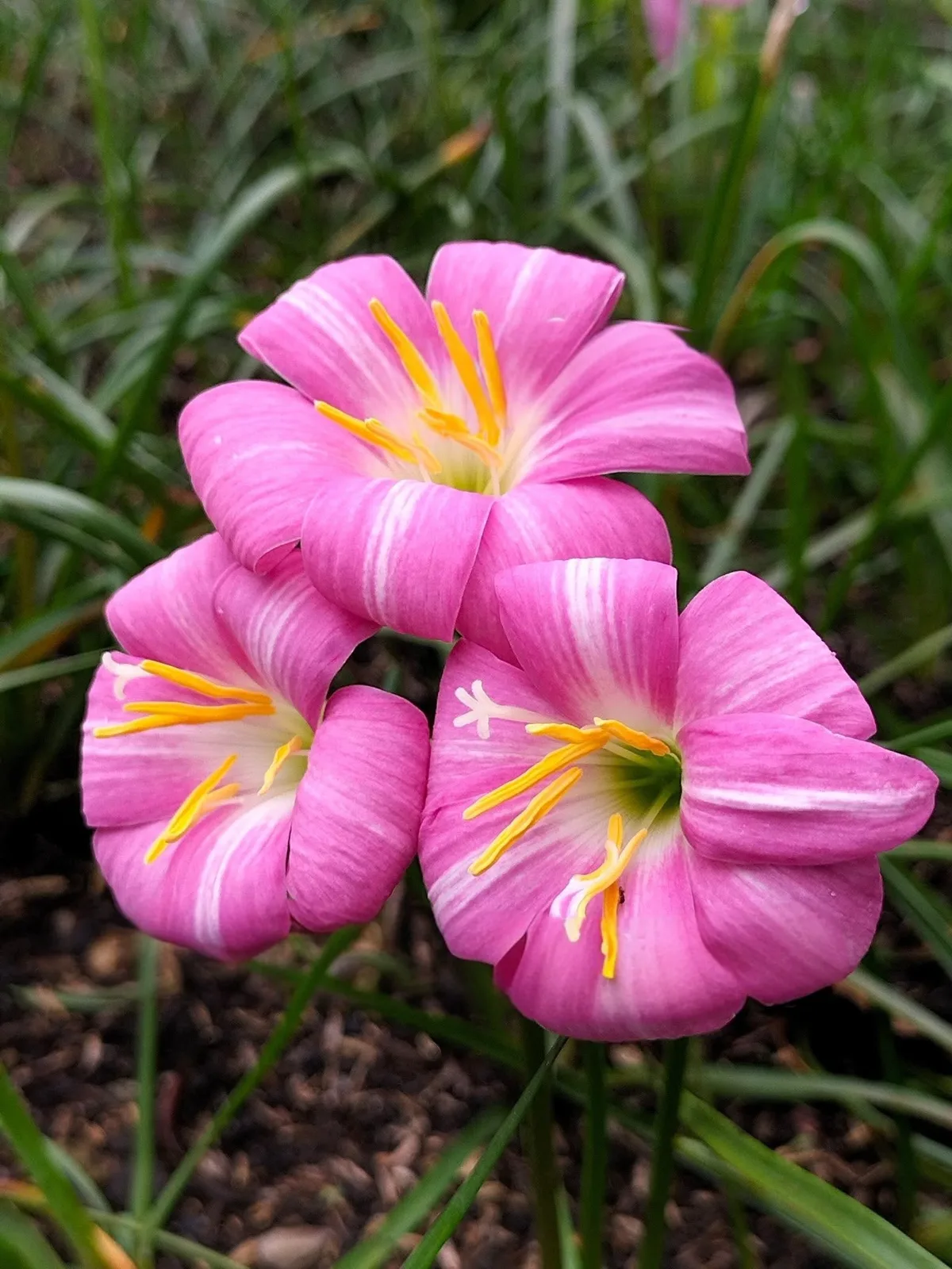 Rain Lily Lovely chubby