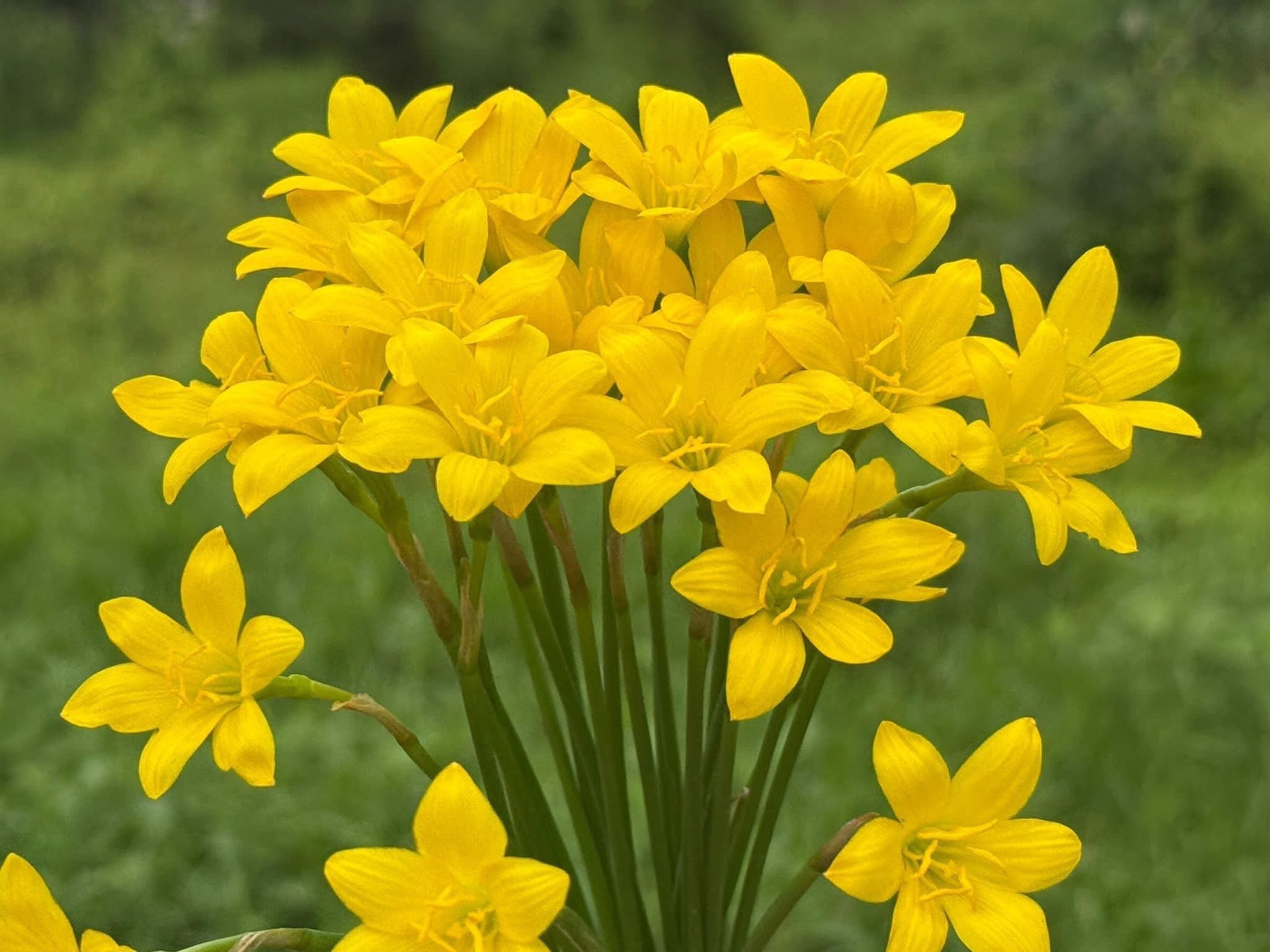 Rain Lily Citrina