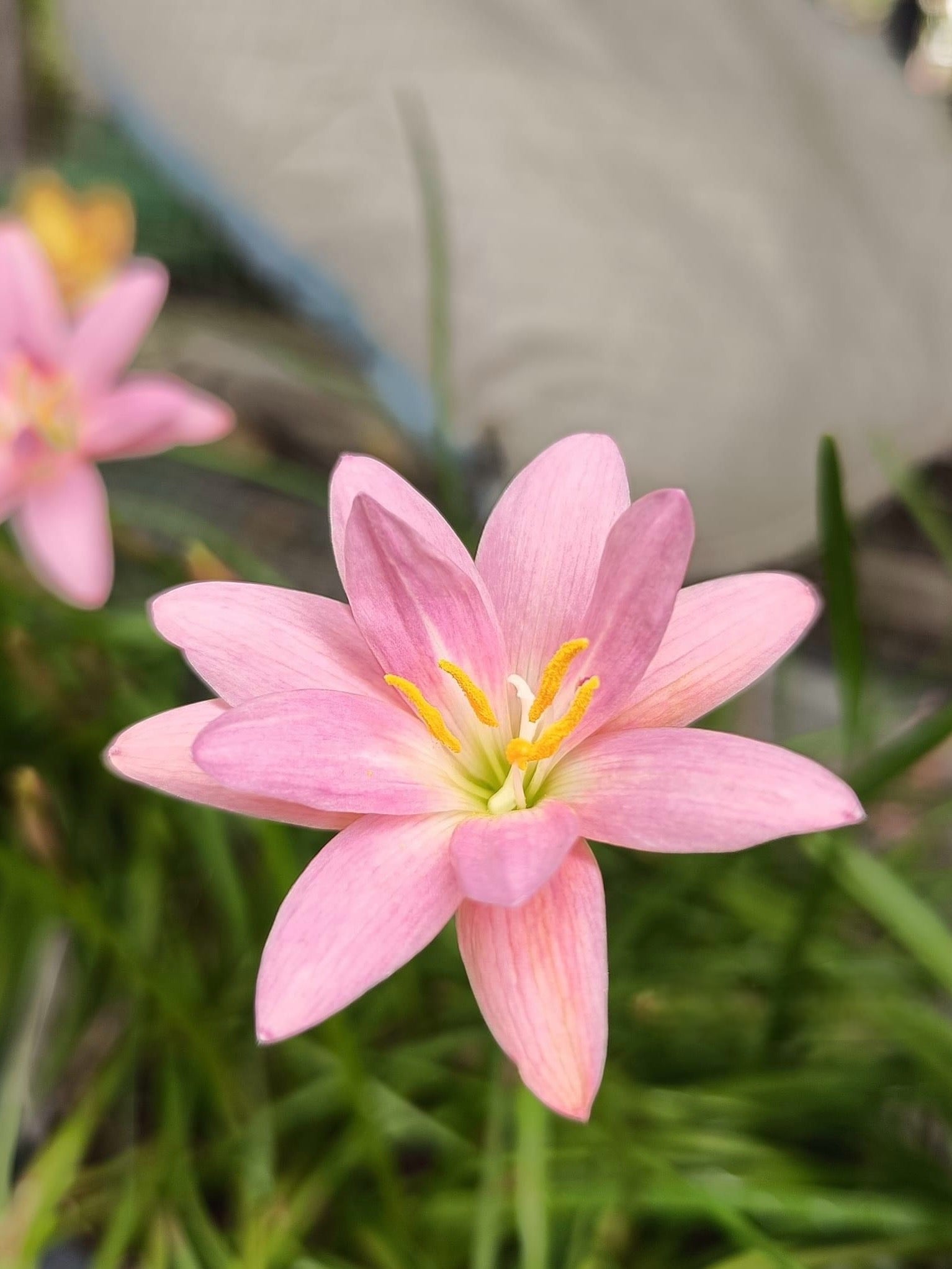 Rain Lily Lady Di