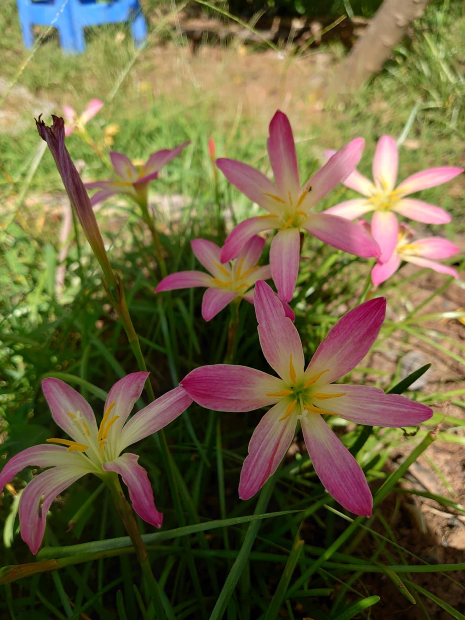 Rain Lily Thanathip